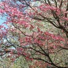 Seasons of the Trees in Photog...