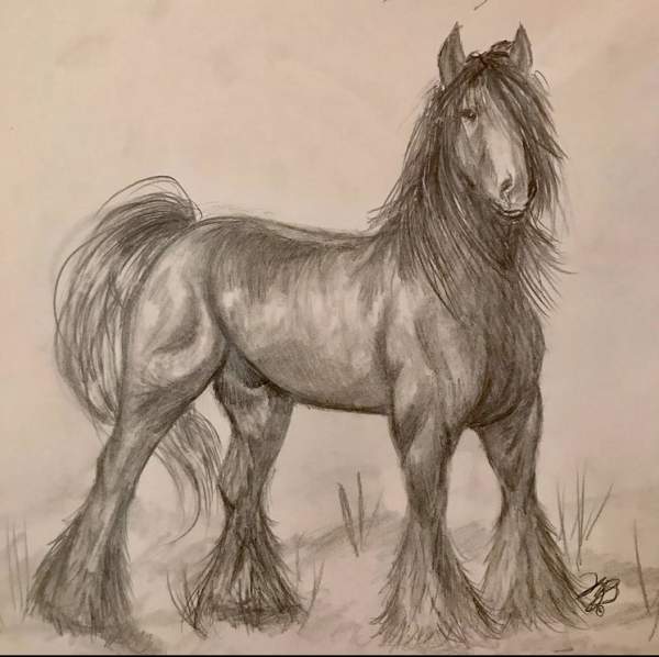 Horse drawings 