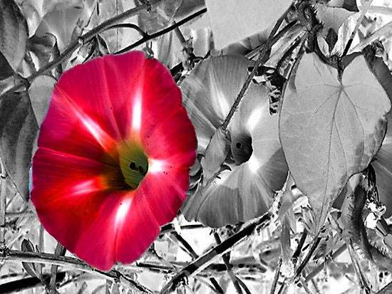 Only One Item In Color - Selective Color Photography