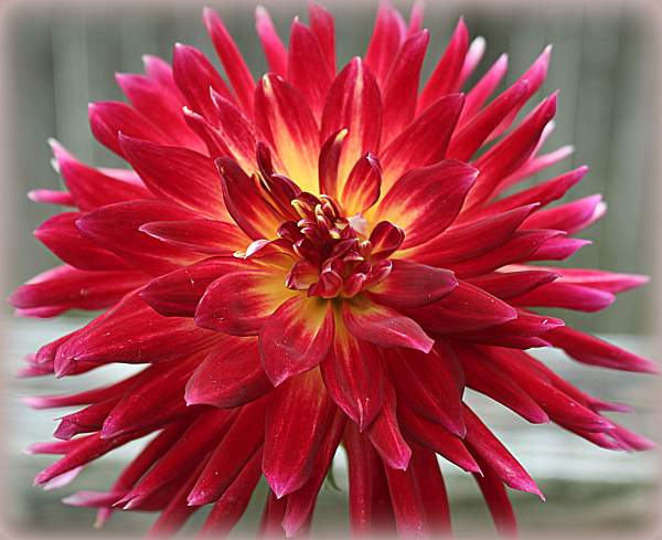 Summer Time Is Dahlia  Time